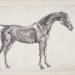 Plate from 'The Anatomy of the Horse'